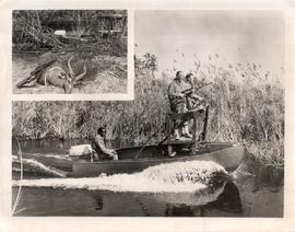 Hunting Animals - local a...