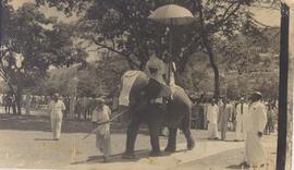 Gandhi Carried on Elephan...