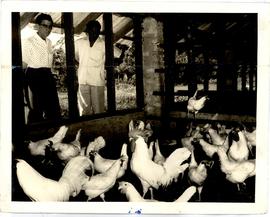 Poultry farming