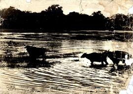 Bufaloes Wade into Villag...