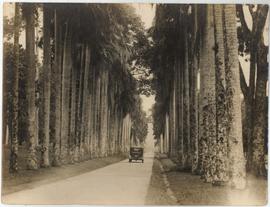 Peradeniya Garden Palm Grove