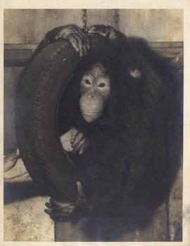 The Orang Utan, Largest o...