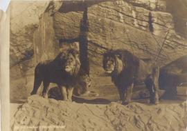 Lions
