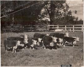 Bulls