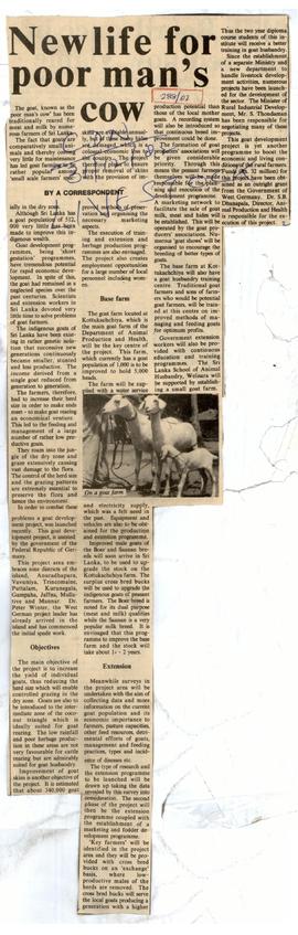 New Life for Poor Man’s Cow