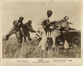 All the Animals of the An...
