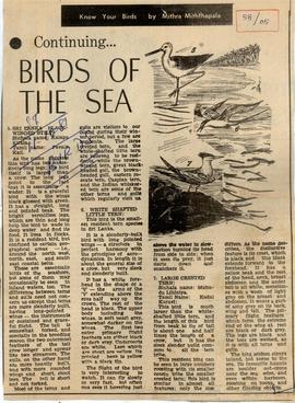 Birds of The Sea
