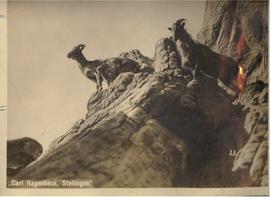Himalaya Tharziegen- Goats