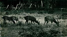 Wilpattu National Park