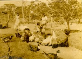 Feeding the Poultry on Wi...