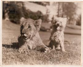 Lions
