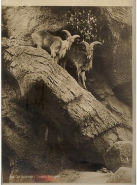 Himalaya Tharziegen- Goats