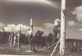 General View of the Tree ...