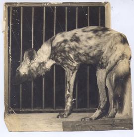 Wild dog in Dehiwala Zoo