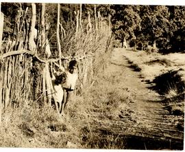 Fences of Twigs outline t...