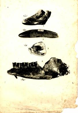 Hippopotamus and Rhinoceros